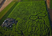 swank farms maze_0