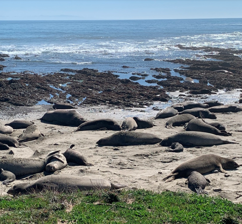 Environmental Science students travel to Año Nuevo State Park to observe elephant seals