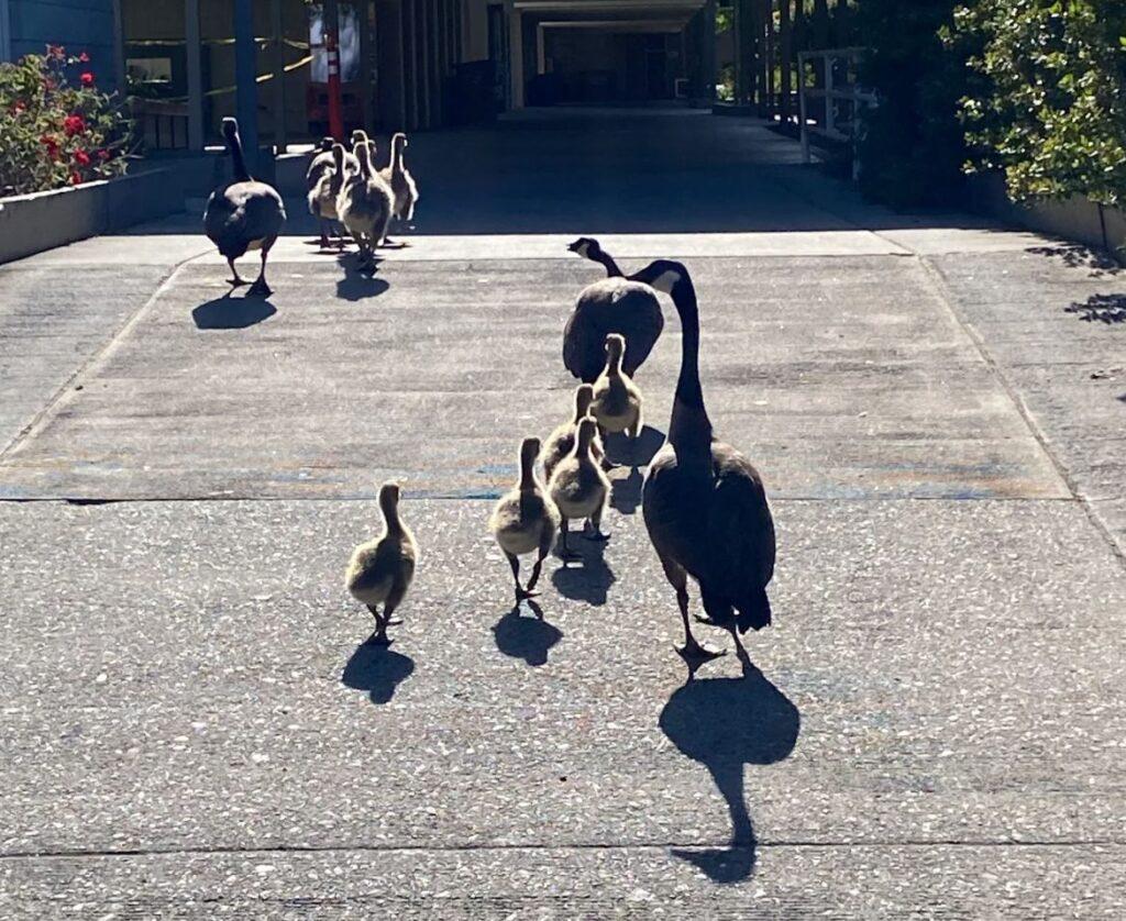 Three geese and their offspring parade across campus.