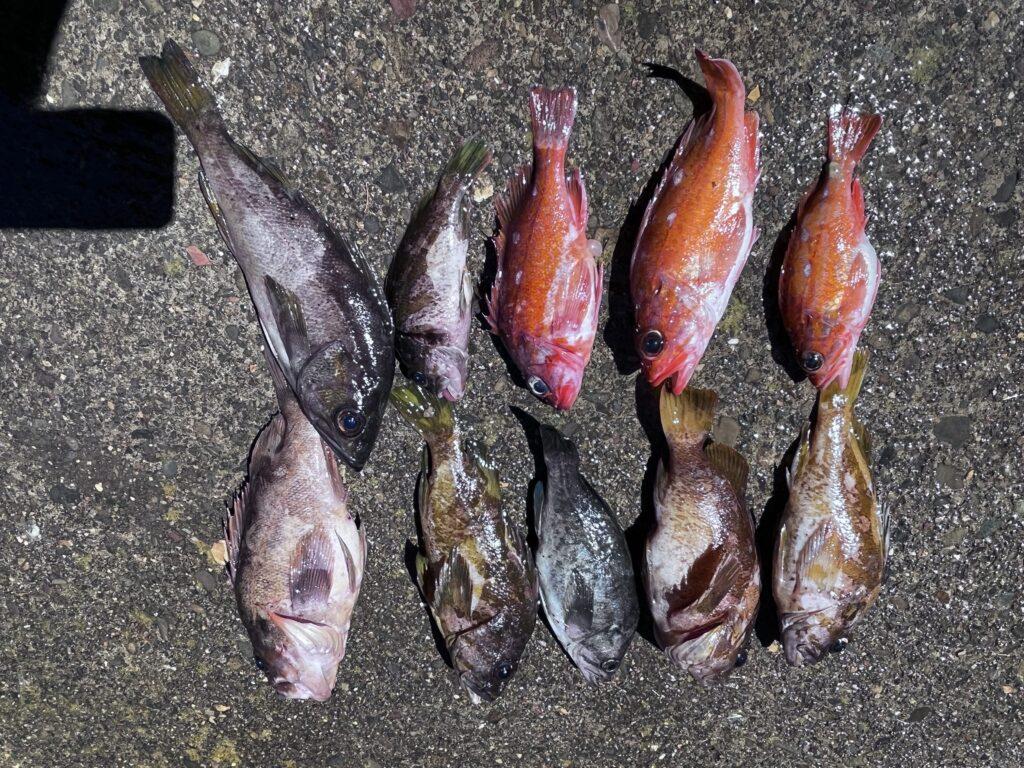 A photo of the fish my family caught. Five of them are mine, although I’m not sure which ones.