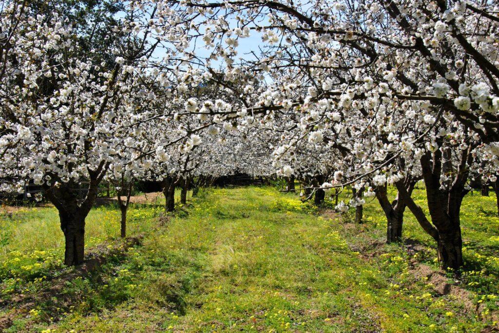 The Heritage Orchard blooms in spring.