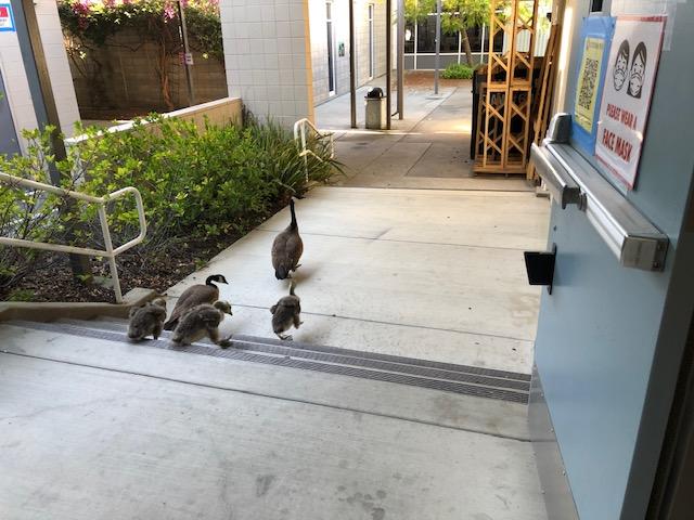 Geese roam the halls outside the Engineering Lab in May 2021.