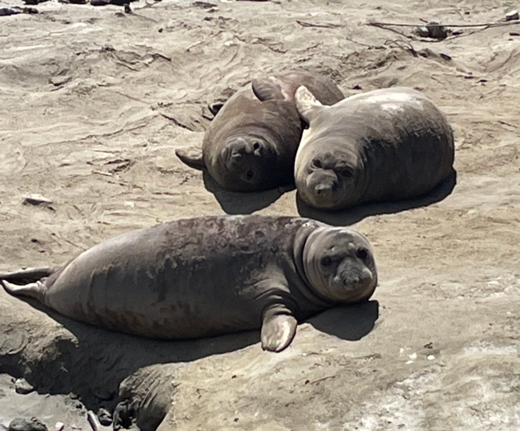 The class spotted three elephant seals lying on the beach while touring Año Nuevo State Park.