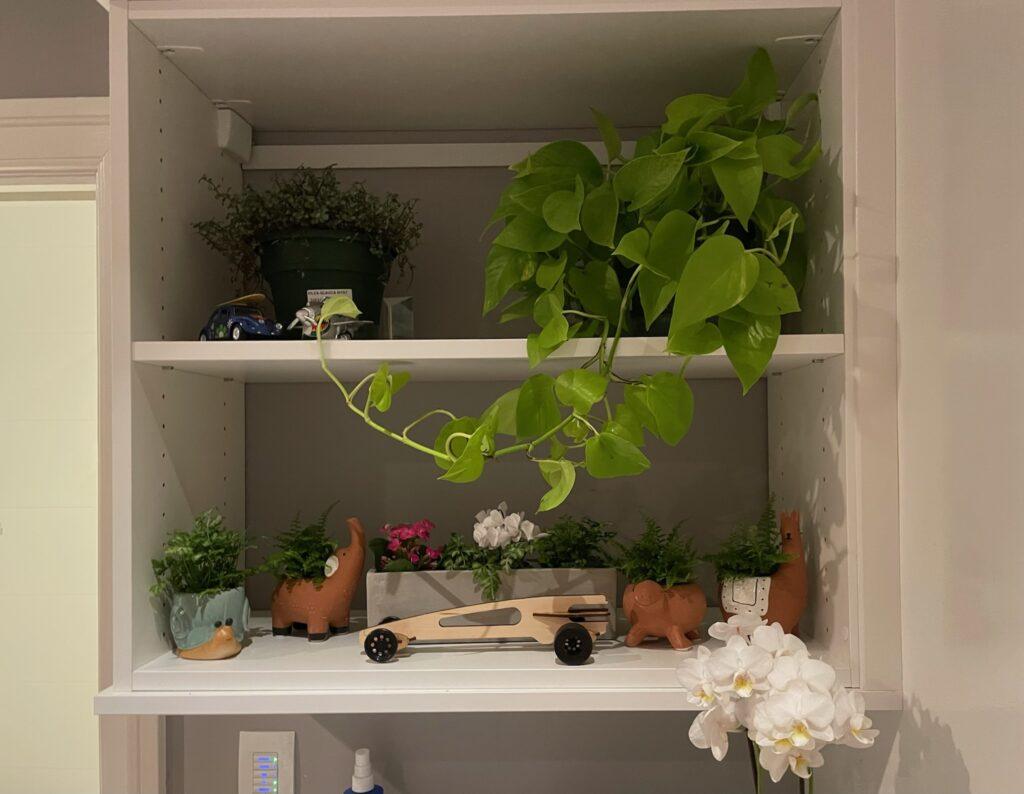 All of my indoor plants are lined up in a beautiful display on my shelf.