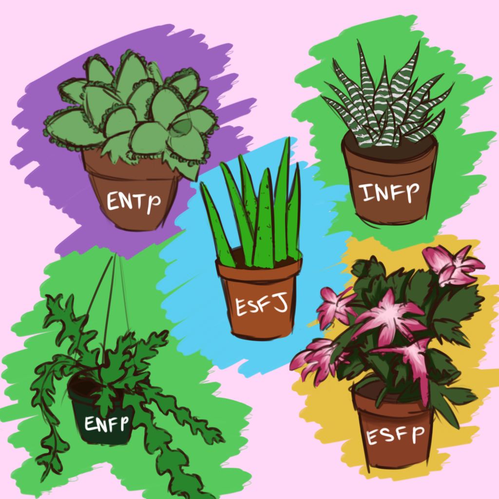 What+succulent+are+you%3F