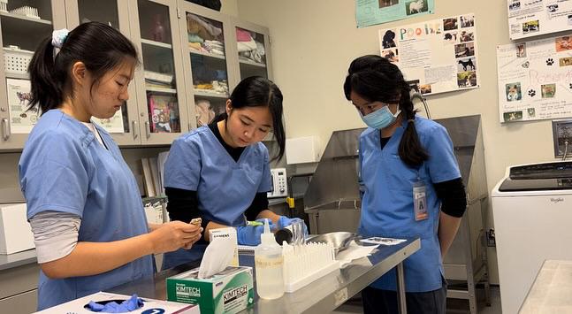Senior Angela Luo works on urinalysis at Silicon Valley Career Tech Education.