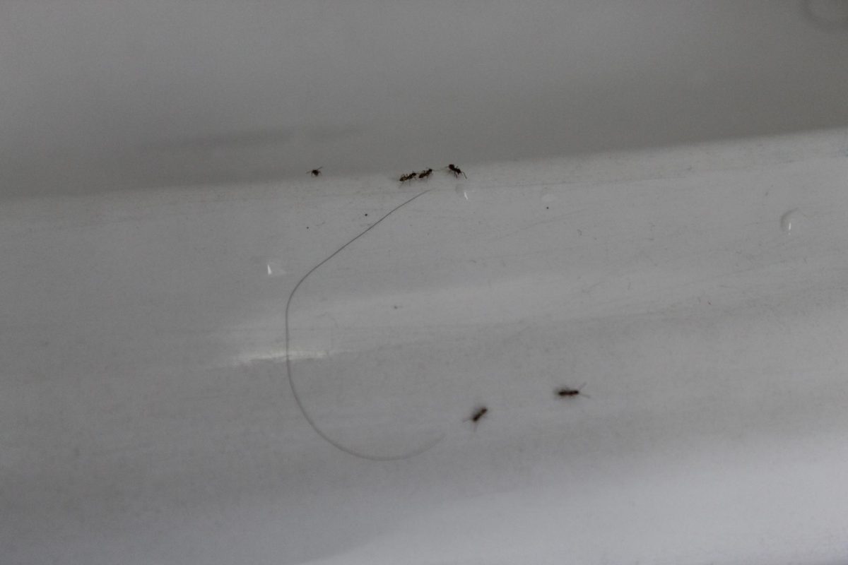 Six ants crawl on bathroom sink.