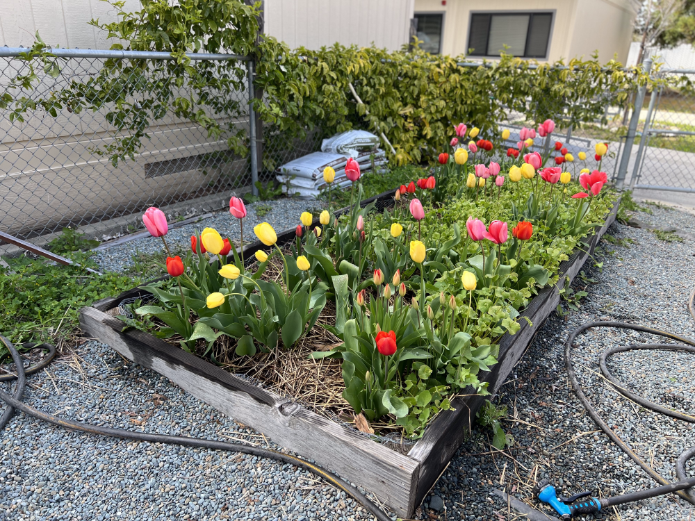 One of the garden’s raised beds, home to a variety of flower species.