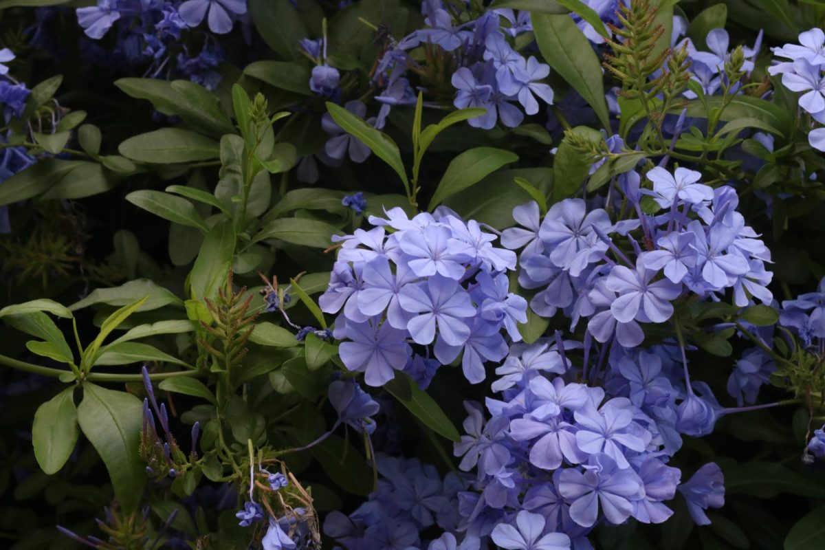 My number one choice- the Cape Leadwort bush near the library. 