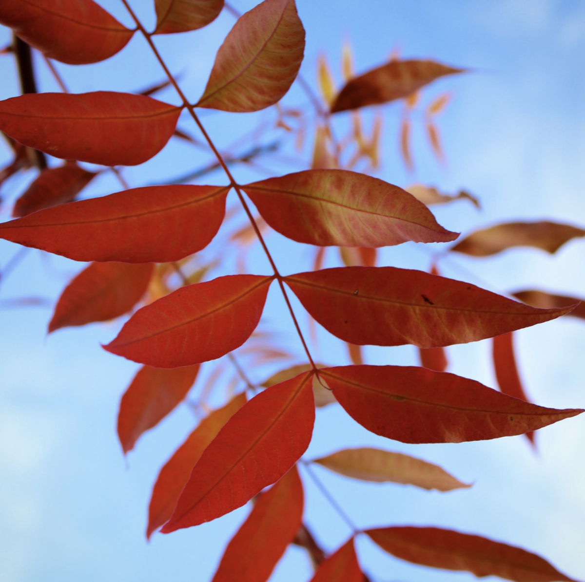 A few of the bright red prairie sumac leaves against the sky.
