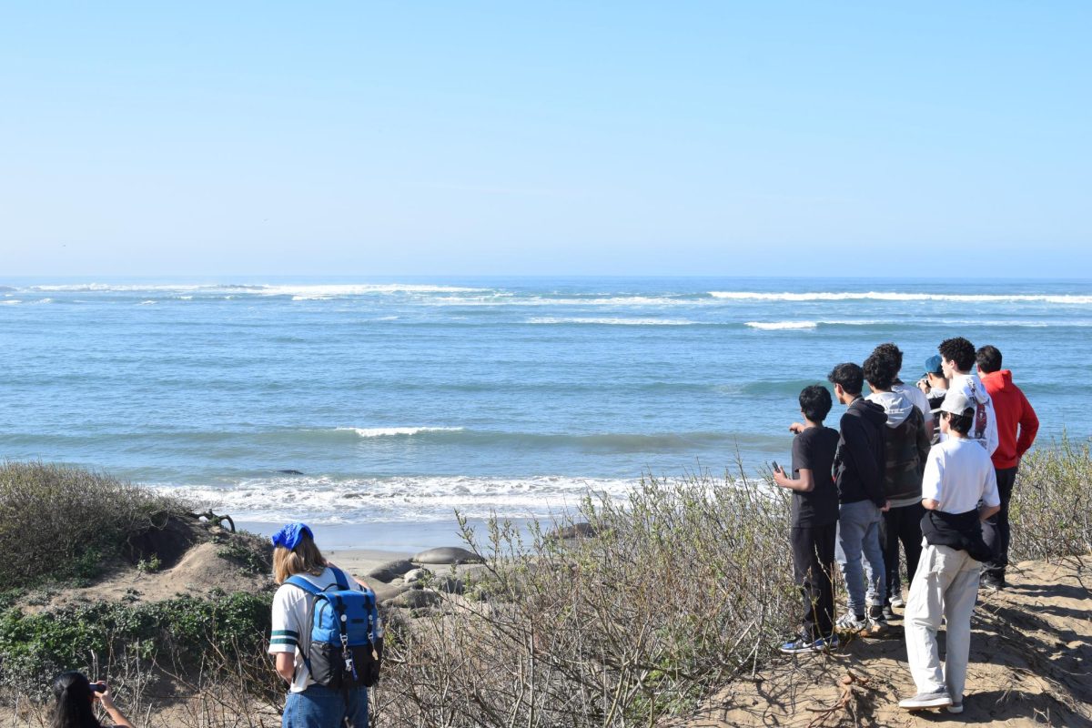 Science teacher Kristen Thomson’s AP Environmental Science classes take an annual trip to Año Nuevo state park to see elephant seals — this year, the trip was moved earlier to view more mating seals. 