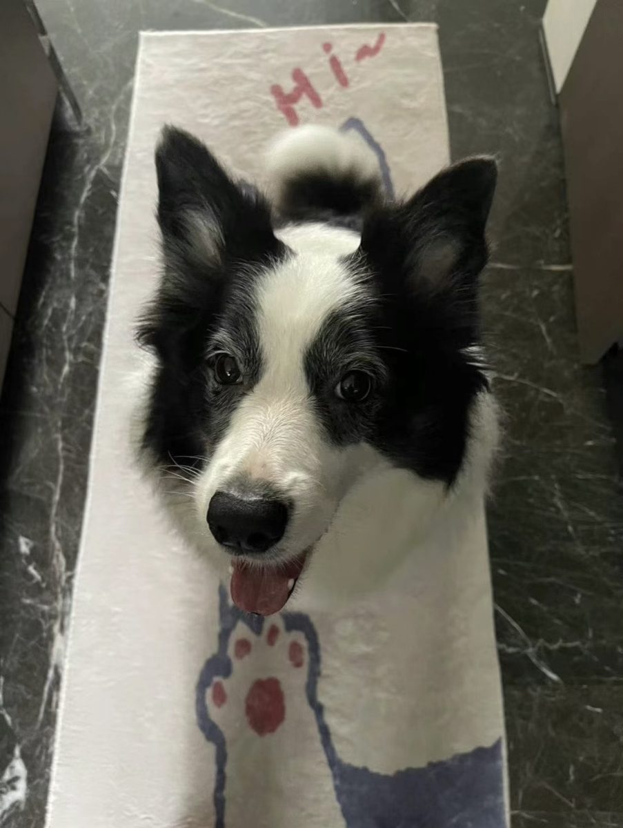 Bella sits on a carpet with “Hi” printed on it. 