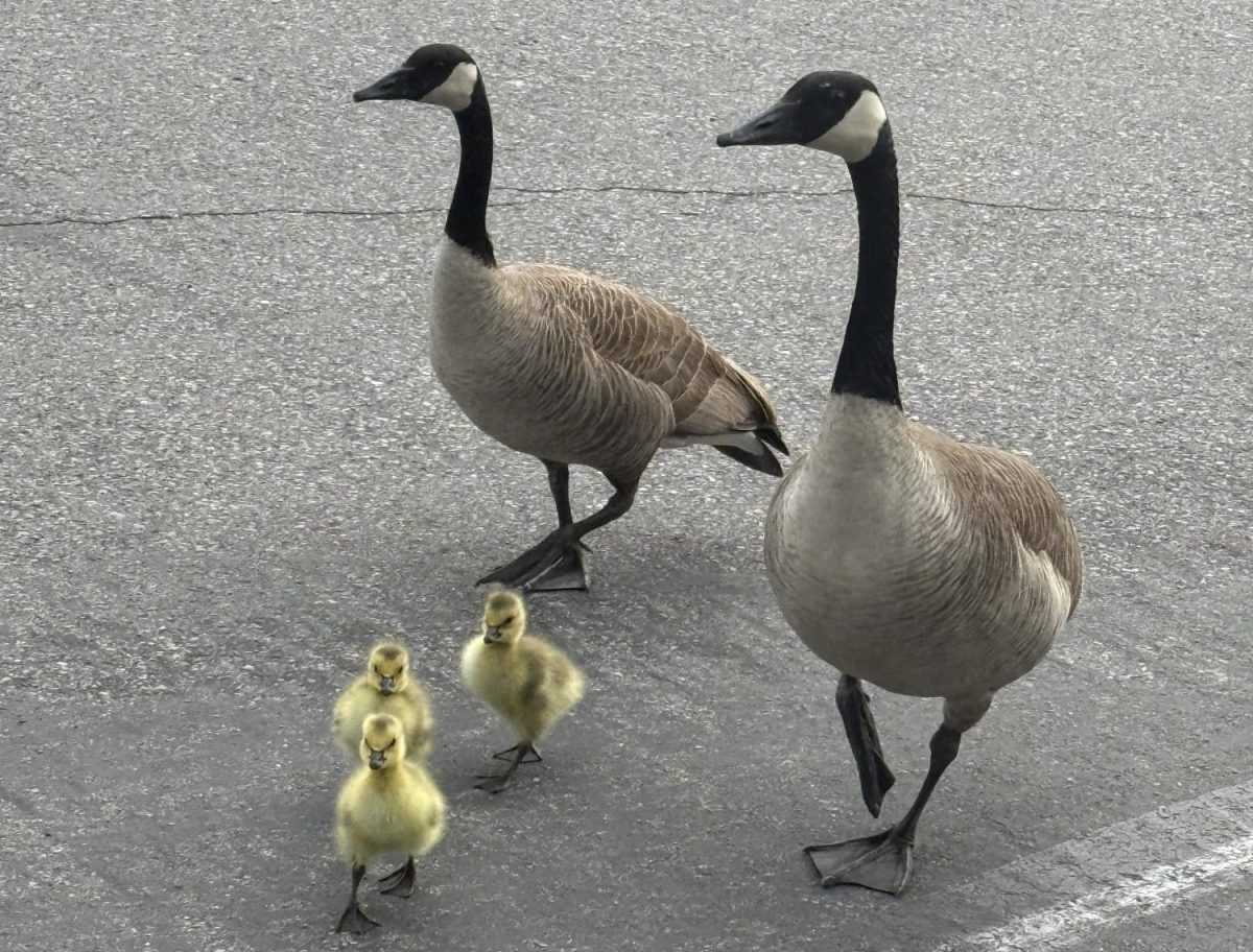 The goslings and their parents wandering through the senior parking lot. 